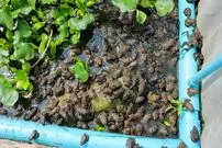 (ویدئو) نحوه ساخت استخر پرورش قورباغه گوشتی توسط خانواده تایلندی با پلاستیک و لوله (PVC)