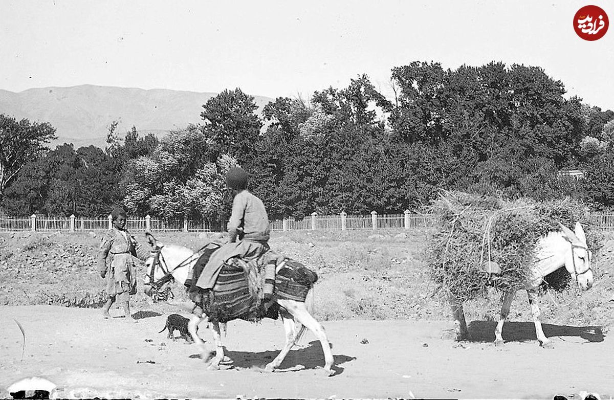 (عکس) سفر به ایران قدیم؛ الاغ‌سواری خانوادگی در تهران در دوران قاجار