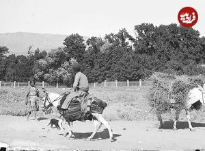 (عکس) سفر به ایران قدیم؛ الاغ‌سواری خانوادگی در تهران در دوران قاجار