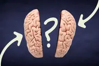 آیا مغز افراد منطقی با افراد احساسی متفاوت است؟ علم چه می‌گوید؟