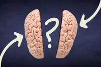 آیا مغز افراد منطقی با افراد احساسی متفاوت است؟ علم چه می‌گوید؟