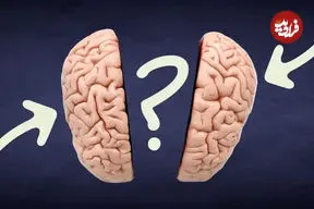آیا مغز افراد منطقی با افراد احساسی متفاوت است؟ علم چه می‌گوید؟