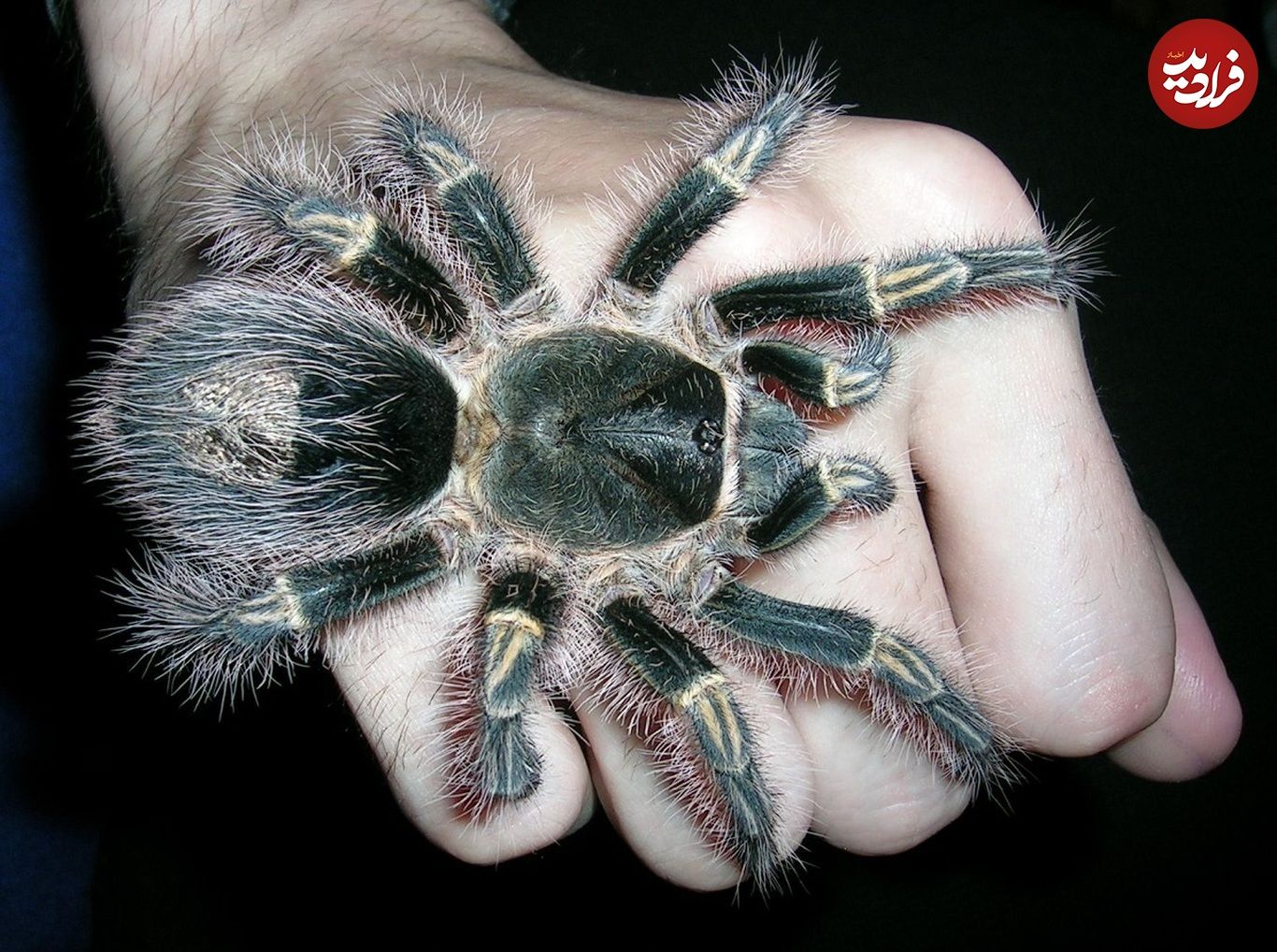 بزرگترین عنکبوت‌های دنیا؛ از پاقرمز کلمبیایی تا پرنده‌خوار جالوت!