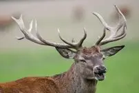 پلیس به دنبال تفنگی که گوزن دزدید
