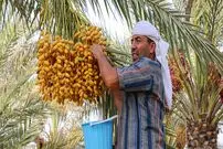 تصاویر/ برداشت خرما