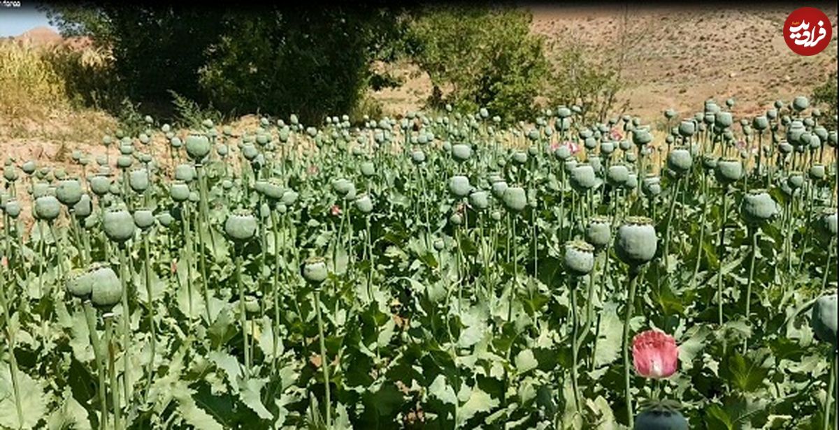 شناسایی دومین باغچه خشخاش در مشهد