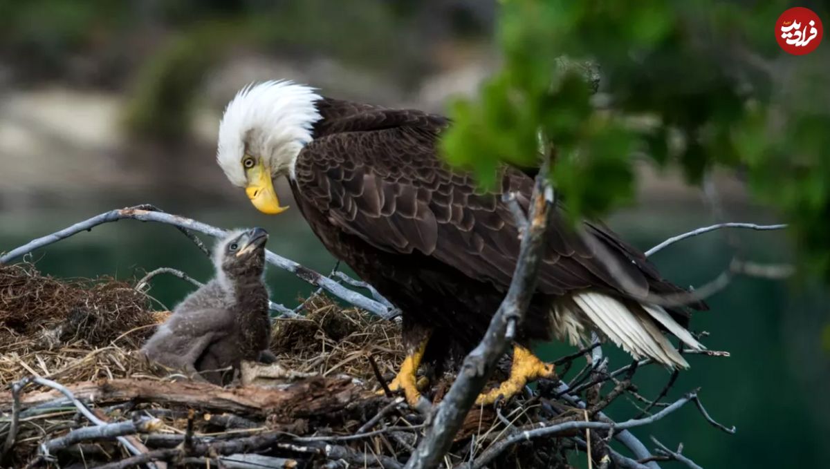 (ویدئو) مراقبت دیدنی عقاب مادر از فرزندانش در سرما و یخبندان