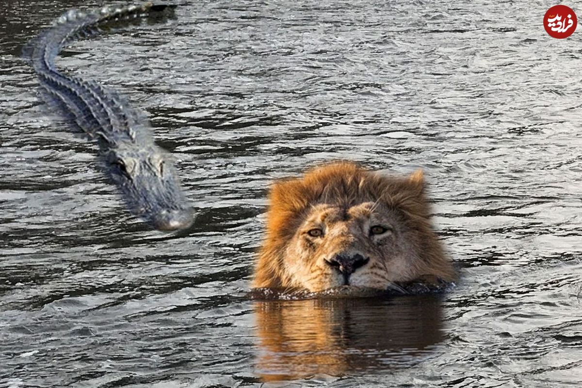 (ویدئو) حمله هولناک تمساح به شیر در حال شنا