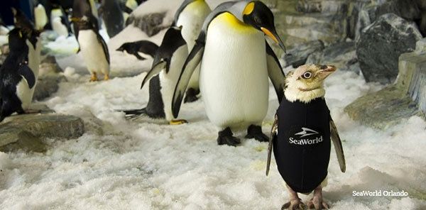 عکس/ لباس ویژه‌ای که برای یک پنگوئن بی‌پر دوخته شد