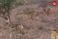 (ویدئو) شغال فکر کرد که شیر بی خیال تعقیب‌اش شده و گرفتار شد!