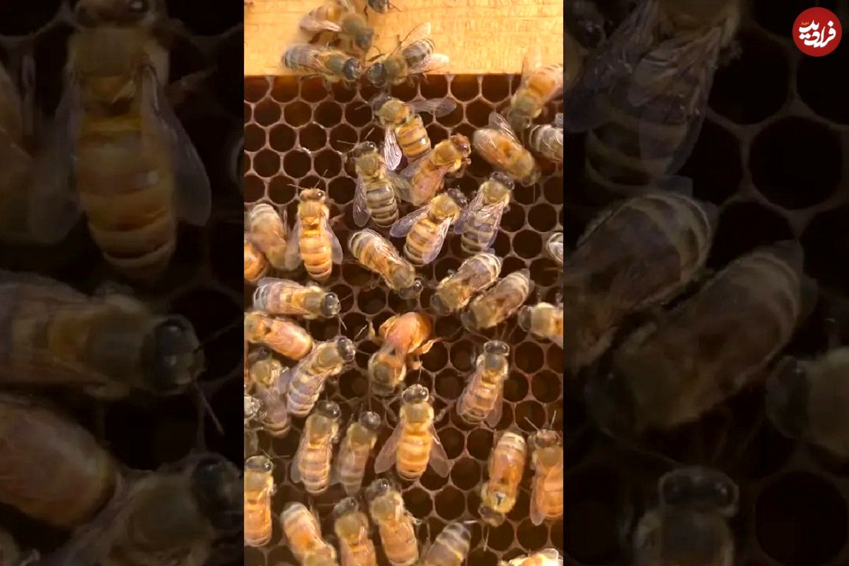 (ویدئو) لحظه شگفت انگیز تخم گذاری زنبور ملکه در کندو