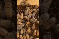 (ویدئو) لحظه شگفت انگیز تخم گذاری زنبور ملکه در کندو
