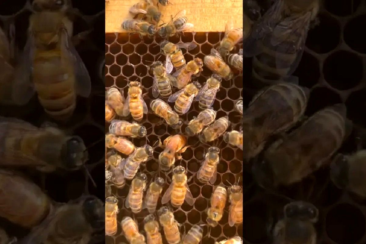 (ویدئو) لحظه شگفت انگیز تخم گذاری زنبور ملکه در کندو