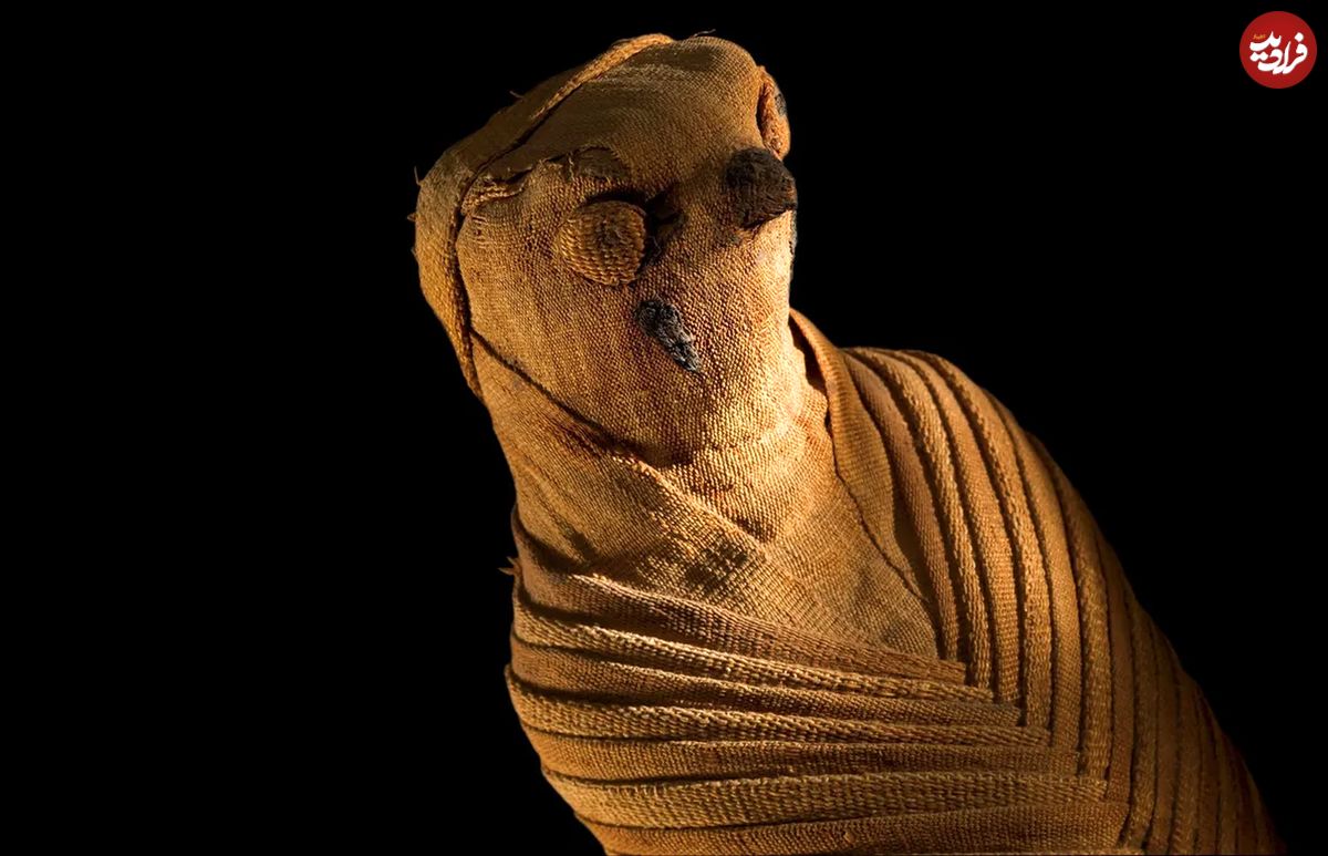 تصاویری از عجیب‌ترین مومیایی‌های مصری؛ از مومیایی گربه تا تابوت موش!
