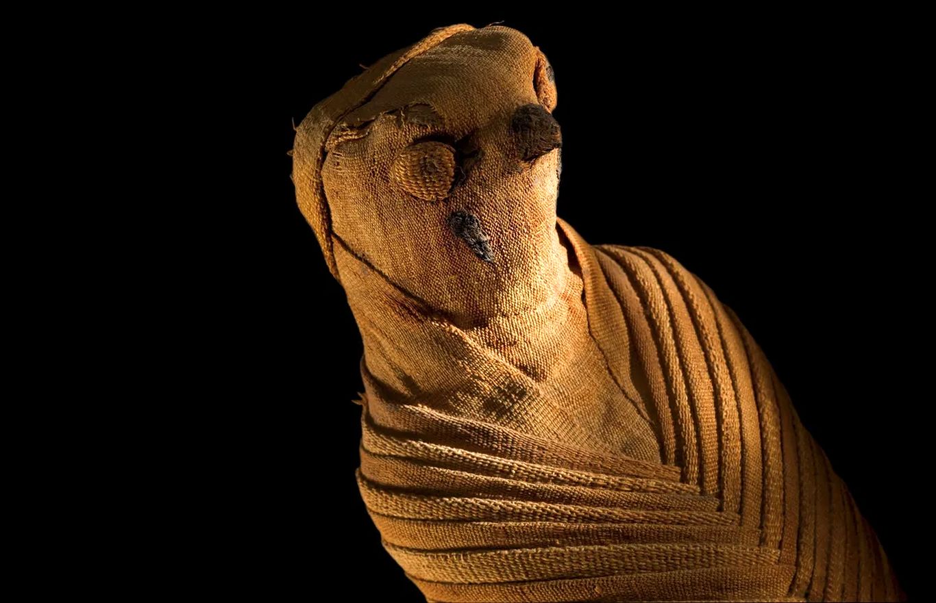 تصاویری از عجیب‌ترین مومیایی‌های مصری؛ از مومیایی گربه تا تابوت موش!