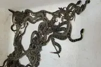 (عکس) پیدا شدن ۹۲ مار سمی خطرناک در یک خانه!