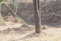 تصویری خارق‌العاده از استتار پلنگ در طبیعت