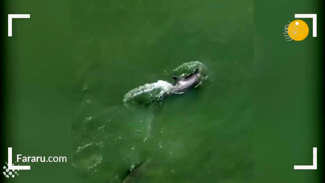 (ویدئو) تکنیک منحصر به فرد و عجیب دلفین‌ها برای شکار
