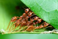 چه تعداد «مورچه» روی سیاره زمین زندگی می‌کنند؟