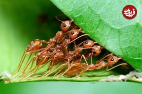 چه تعداد «مورچه» روی سیاره زمین زندگی می‌کنند؟