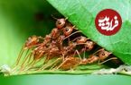 چه تعداد «مورچه» روی سیاره زمین زندگی می‌کنند؟