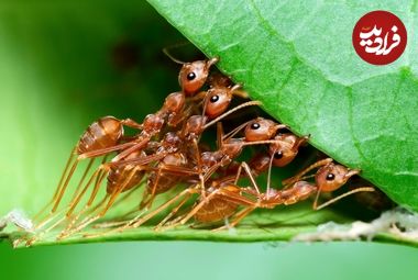 چه تعداد «مورچه» روی سیاره زمین زندگی می‌کنند؟