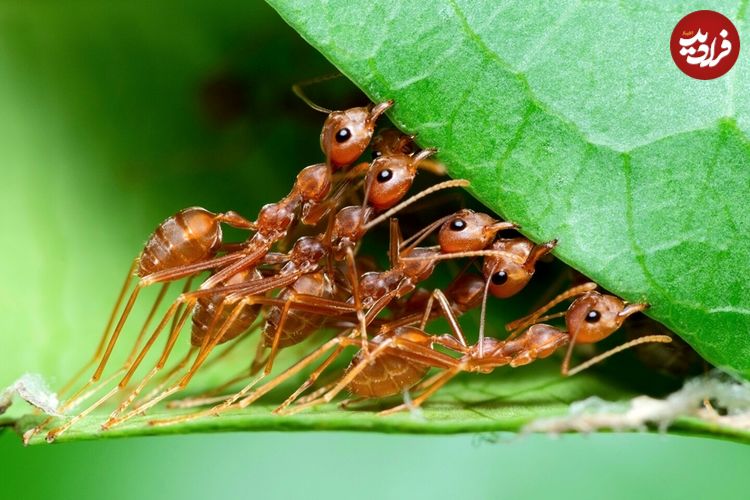 چه تعداد «مورچه» روی سیاره زمین زندگی می‌کنند؟