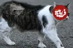 ببینید| گربه مشهور با جای زخم ظاهر شد