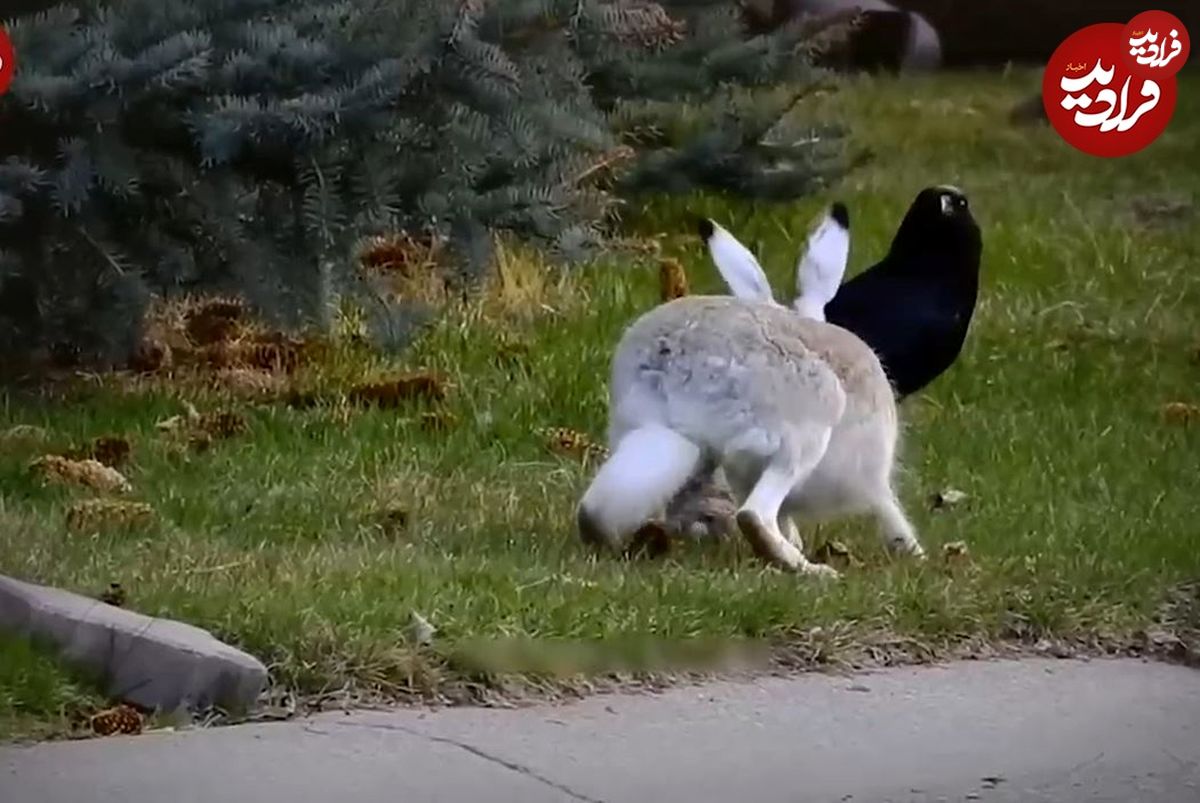 (ویدئو) باورنکردنی، اما واقعی؛ شکار خرگوش توسط کلاغ‌ها