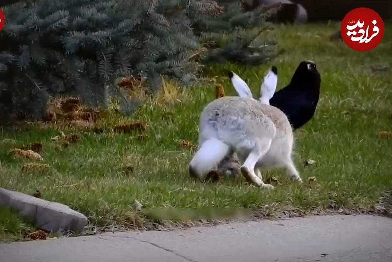 (ویدئو) باورنکردنی، اما واقعی؛ شکار خرگوش توسط کلاغ‌ها