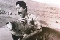 درباره "گاو"