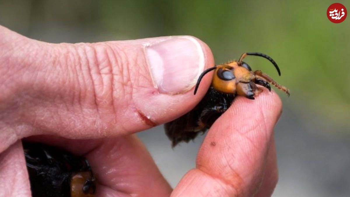 دومین "زنبور قاتل" از دست دانشمندان گریخت