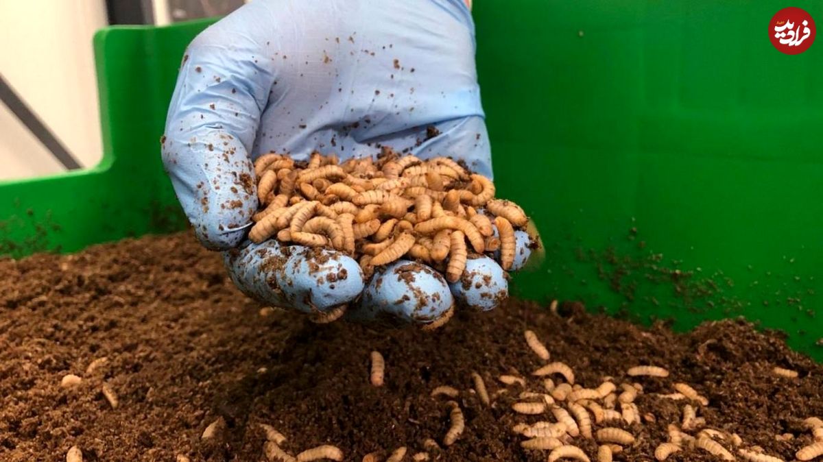 چیپس ملخ، همبرگر کرم؛ حشرات خوراکی غذای آیندگان