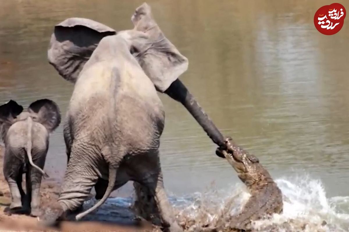 (ویدئو) شکار باورنکردنی فیل غول پیکر توسط تمساح جسور!