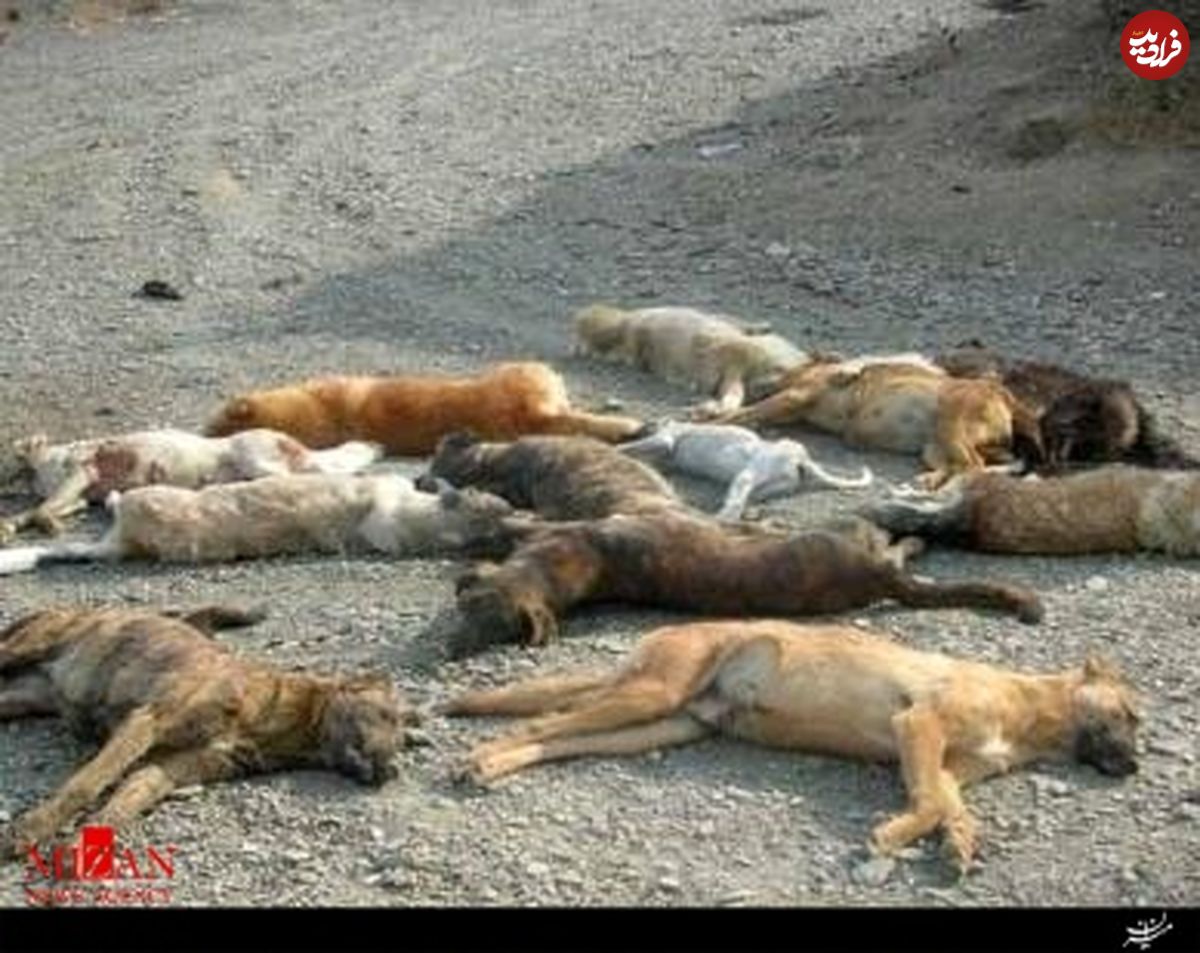 کشتن 20 سگ در تبریز!