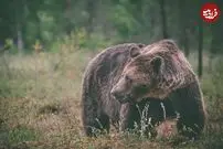 (ویدئو) خرس قهوه ای گرسنه، گوزن شمالی غول پیکر را شکار کرد!