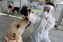 سگ‌ها بوی کروناویروس را حس می‌کنند!