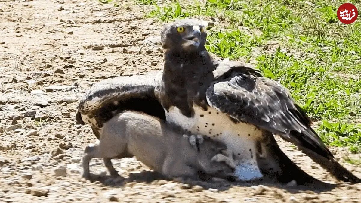 (ویدئو) عقاب جنگی با چنگال قدرتمندش بچه گراز را کشت