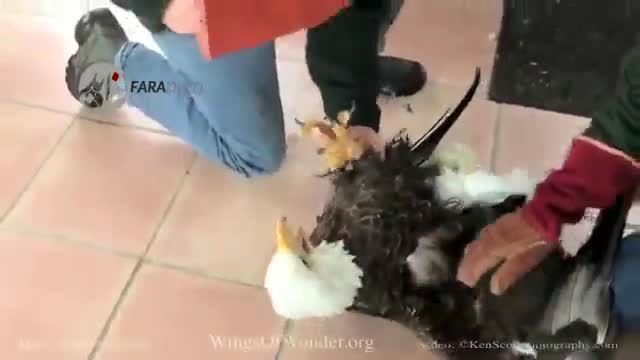 ویدیو/ نجات جان عقاب یخ زده!