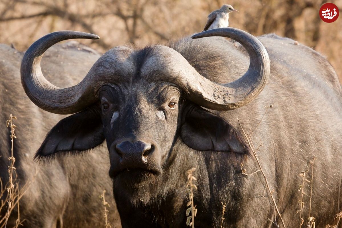 (ویدئو) گوساله گاومیش، فریب نقشه شیر نر را خورد!