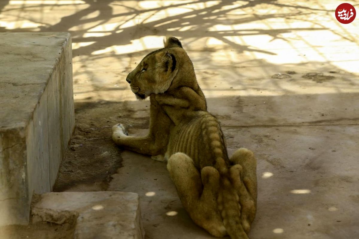 واکنش جهان به وضعیت "شیرها" در باغ وحش سودان