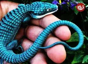 ببینید| 10 گونه از رنگارنگ ترین و زیباترین مارمولک های جهان