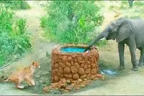 ببینید| وقتی «فیل» از سر ترس روی «شیر» تشنه آب می ریزد!