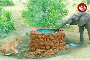 ببینید| وقتی «فیل» از سر ترس روی «شیر» تشنه آب می ریزد!