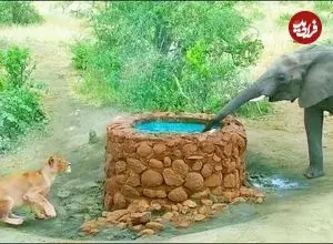 ببینید| وقتی «فیل» از سر ترش روی «شیر» تشنه آب می ریزد!