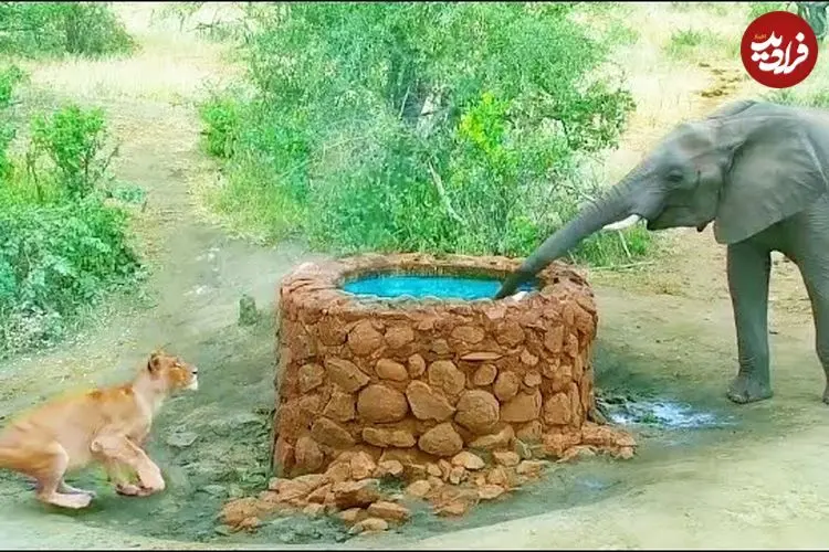 ببینید| وقتی «فیل» از سر ترس روی «شیر» تشنه آب می ریزد!