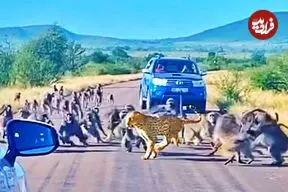 ببینید| حمله ناگهانی 50 بابون به پلنگی که قصد شکار یکی از آن ها را داشت!