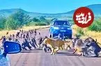 ببینید| حمله ناگهانی 50 بابون به پلنگی که قصد شکار یکی از آن ها را داشت!