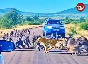 ببینید| حمله ناگهانی 50 بابون به پلنگی که قصد شکار یکی از آن ها را داشت!