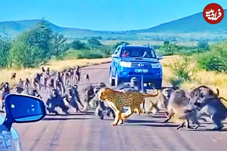 ببینید| حمله ناگهانی 50 بابون به پلنگی که قصد شکار یکی از آن ها را داشت!